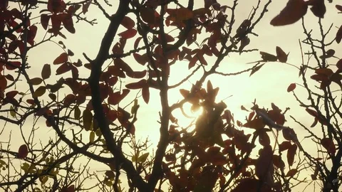 Rays of the setting sun through the autumn tree Stock Footage 81559090