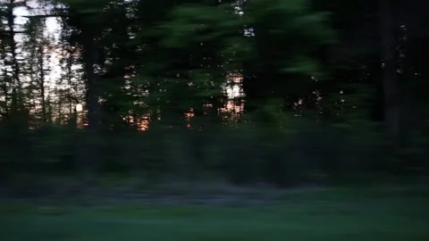 Rays of the setting sun through the crowns of forest trees, background Stock-Footage 312596375