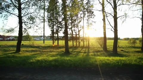 Rays of the setting sun through the trees of the forest against the background Stock Footage 311648388