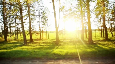 Rays of the setting sun through the trees of the forest against the background Stock Footage 312596199