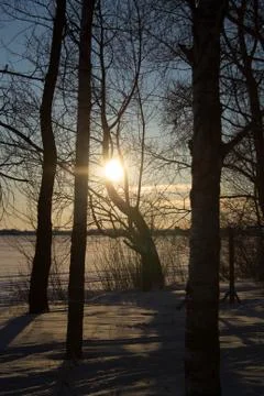 Rays of the setting winter sun through the branches Stock Photos