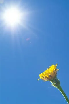 The rays of the spring sun enhance the yellow of a beautiful Dandelion Foto stock