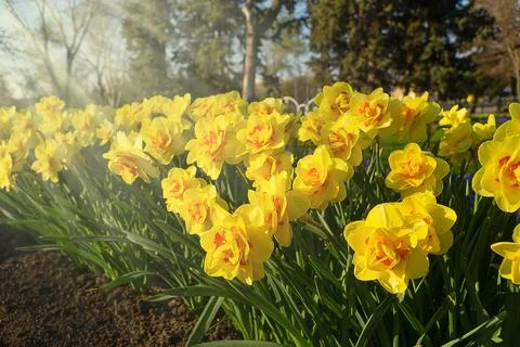 The rays of the spring sun illuminate a clearing with yellow daffodils. Stock Photos