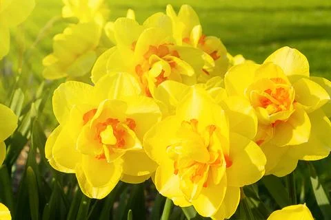 The rays of the spring sun illuminate a group of yellow daffodils. Stock Photos