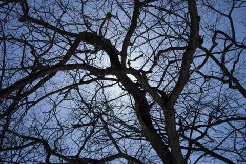 Rays of the spring sun make their way through the branches of trees Stock Photos