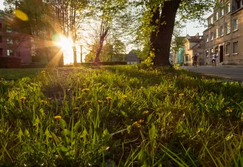 Rays of a spring sunset through the crown of a green tree in Klaipeda Street, Stock Photos