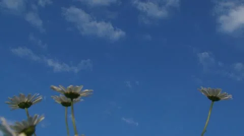 In the rays of summer sun Video stock 21945839