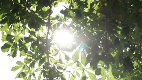 Rays of the summer sun shining through the green foliage of the trees Stock Footage 80387785