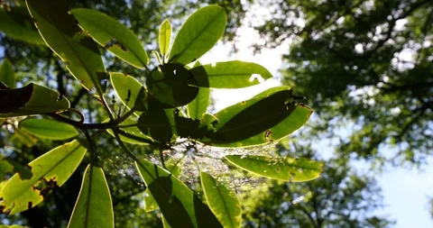 Rays of the summer sun shining through the green foliage of the trees Stock-Footage 91780920