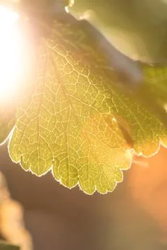 Rays of the summer sun shining through the green leaf of the trees Stock Photos