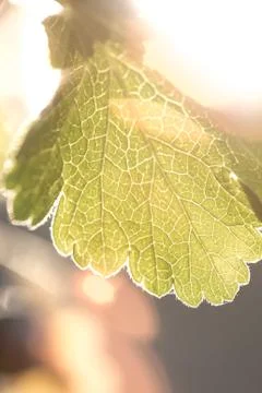 Rays of the summer sun shining through the green leaf of the trees Stock Photos