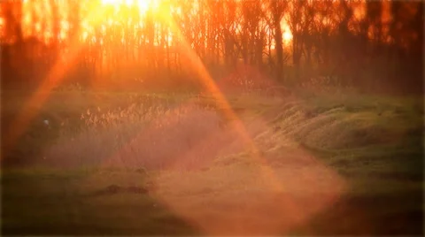 Rays of a sun above reeds Stock-Footage 37535857