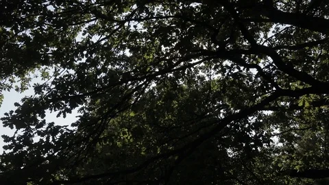 Rays of the sun among the branches 스톡 동영상 93905328