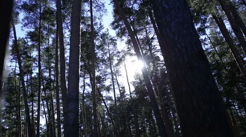 The rays of the sun among the tall trees Stock Footage 63852972