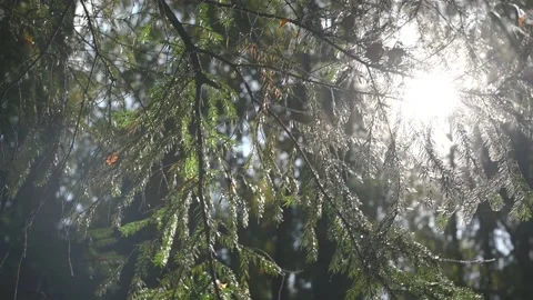 The rays of the sun are beautifully refracted glare through the spruce branches Stock Footage