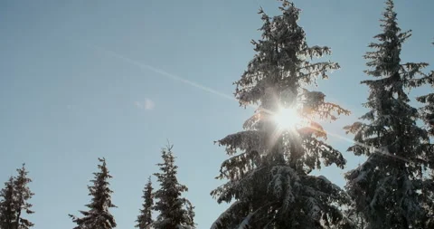 The rays of the sun are making their way through the snow-covered fir trees Video stock 269852533