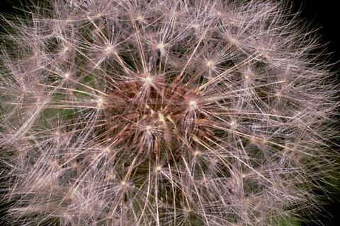 The rays of the sun are reflected by the stamens of the head of a dandelion f Stock Photos