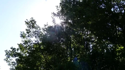Rays of the sun are reflected through the green foliage of trees. slow motion Stock Footage 78537126