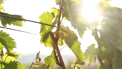 Rays of the sun are visible through the leaves of the grape Stock Footage 76427273