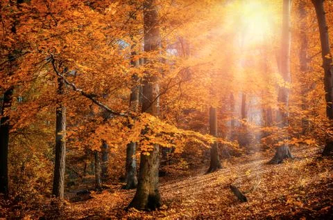 Rays of the sun autumn trees Foto stock