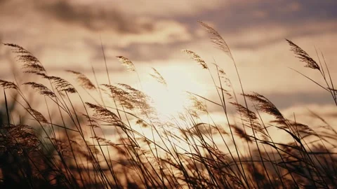 Rays of sun beaming over a field of wheat Stock Footage 259296217