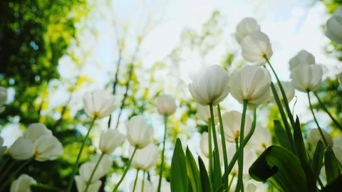 The rays of the sun with beautiful beams will shine through the white tulips Stock Footage 76050322