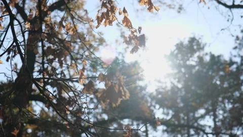 The rays of the sun beautifully break through the yellow leaves on a tree Stock Footage 221435604