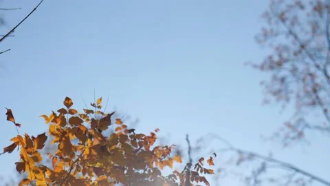 The rays of the sun beautifully break through the yellow leaves on a bush Stock Footage 221435650