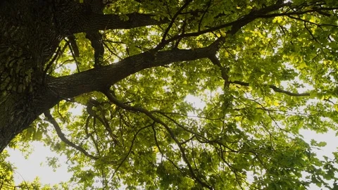 The rays of the sun beautifully make their way through the leaves of the tree. Stock Footage 108960705