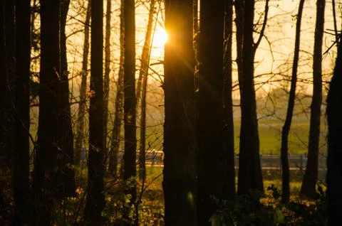 The rays of the sun from behind the trees in the forest Stock Photos