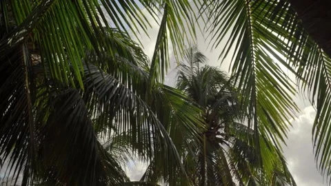 Rays of sun between palm trees of the mexican caribbean Stock Footage 156135629