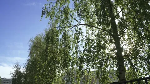 Rays of the sun in the branches Vídeos de archivo 130872586