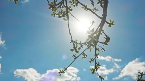 The rays of the sun branches of trees. Blue sky. Stockbeeldmateriaal 162193673