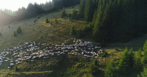The rays of the sun break into the flock of sheep Stock Footage 87833277