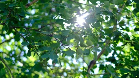 The rays of the sun break  Stock Footage 230804401