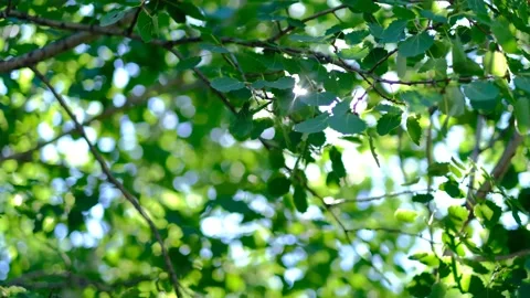 The rays of the sun break  Stock Footage 230804531