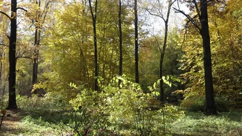 The rays of the sun break through the autumn foliage Stock Footage 163373140