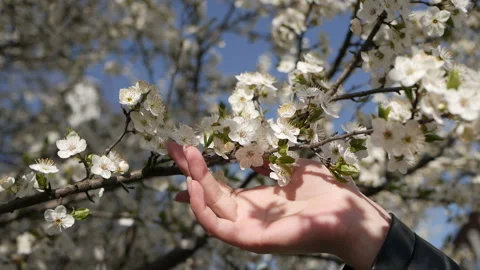 The rays of the sun break through the branches of the tree. Stock Footage 129247721