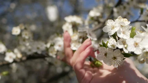 The rays of the sun break through the branches of the tree. Stock Footage 129248796