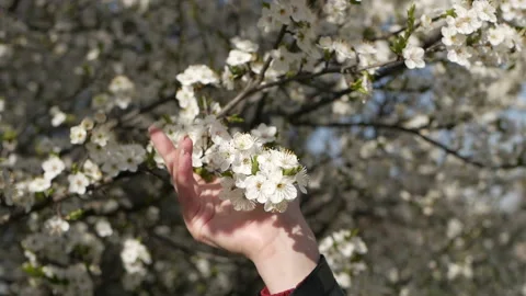 The rays of the sun break through the branches of the tree. Stock Footage 129249697