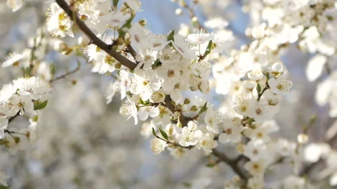 The rays of the sun break through the branches of the tree. Stock Footage 129257279