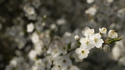 The rays of the sun break through the branches of the tree. Stock Footage 129318238