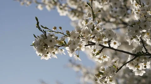 The rays of the sun break through the branches of the tree. Stock Footage 129886439