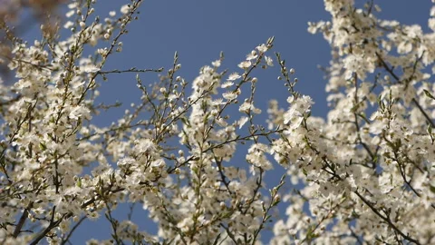 The rays of the sun break through the branches of the tree. Stock Footage 129887464