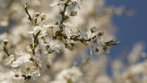 The rays of the sun break through the branches of the tree. Stock Footage 129888378