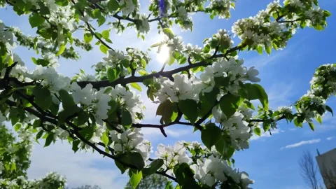 The rays of the sun break through the branches of a flowering apple tree Stock Footage 193024012