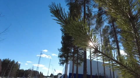 The rays of the sun break through the branches of the conifer Stock Footage 248707694