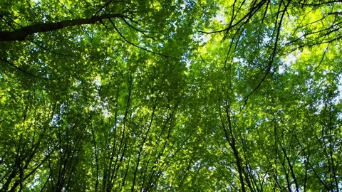 The rays of the sun break through the crowns of trees and foliage in the forest Video stock 265593952