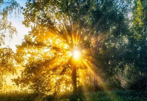 The rays of the sun break through the foliage of the trees Stock Photos