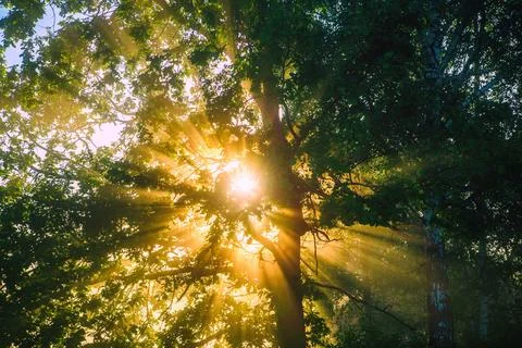 The rays of the sun break through the foliage of the trees Stock Photos